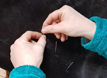 Dry Needling bei Pferden