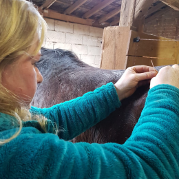 Dry Needling beim Pferd